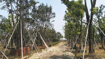 不斷追求完美,上海大景的實(shí)力派風(fēng)采