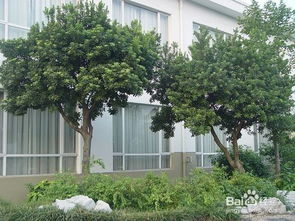 園林綠化施工中喬灌木種植注意事項(xiàng)